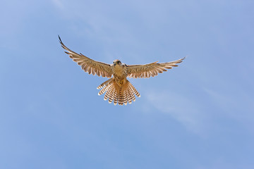 FAUCON SACRE falco cherrug