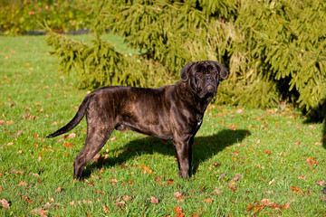 CANE CORSO