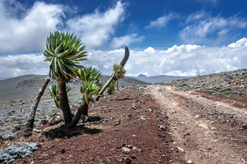 bale mountains natinalpark in southern ethiopia