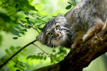MANUL otocolobus manul