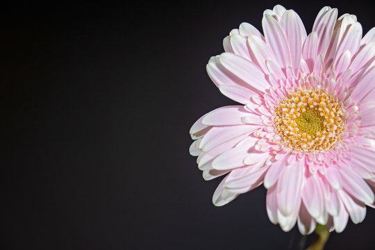 Subtle Petals