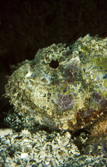 POISSON SCORPION scorpaenopsis cirrhosa