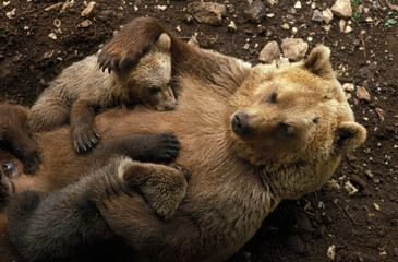OURS BRUN ursus arctos
