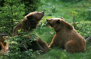 OURS BRUN ursus arctos