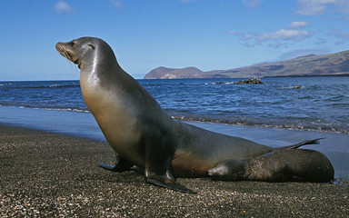 Fototapeta premium OTARIE A FOURRURE DES GALAPAGOS arctocephalus galapagoensis