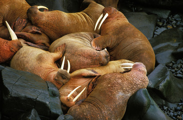 MORSE odobenus rosmarus