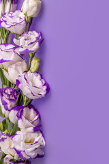 Beautiful white flowers with violet edges on purple background, vertical picture with free copy space.