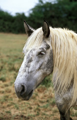 MULASSIERE DU POITOU