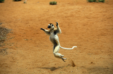 PROPITHEQUE DE VERREAUX propithecus verreauxi