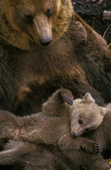 Fototapeta premium OURS BRUN ursus arctos