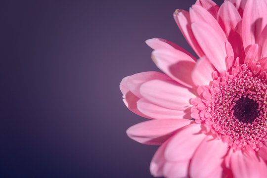 Purple Impact