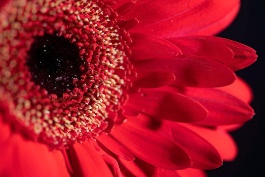 Romantic Flower