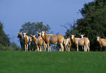 ORYX ALGAZELLE oryx dammah