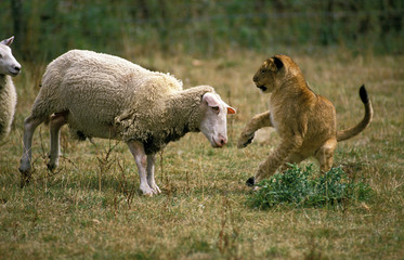 LION D'AFRIQUE panthera leo