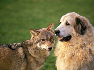 LOUP D'EUROPE canis lupus