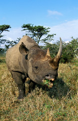 Fototapeta premium RHINOCEROS NOIR diceros bicornis