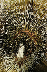 PORC EPIC A CRETE hystrix cristata