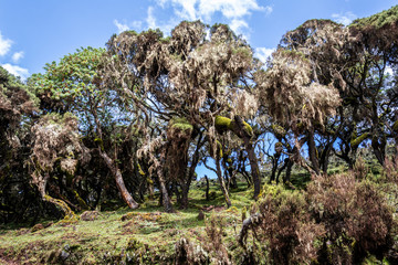 bale mountains natinalpark in southern ethiopia