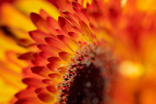 Flame Fower