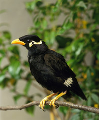 MAINATE RELIGIEUX gracula religiosa