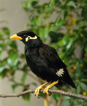 MAINATE RELIGIEUX gracula religiosa