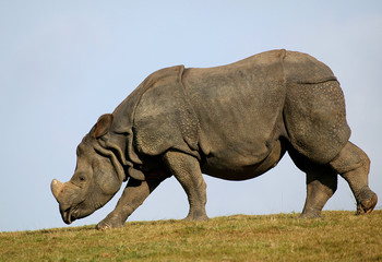 Fototapeta premium RHINOCEROS INDIEN rhinoceros unicornis