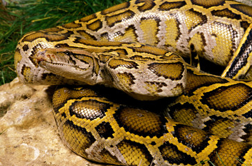 PYTHON MOLURE python molurus