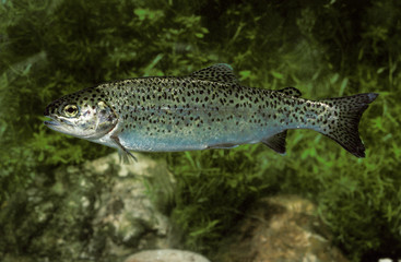 TRUITE ARC EN CIEL salmo gairdneri