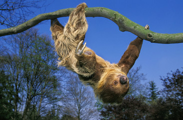PARESSEUX A DEUX DOIGTS choloepus didactylus © slowmotiongli