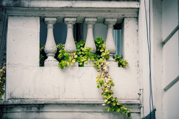 Plants in balcony