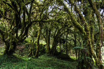 bale mountains natinalpark in southern ethiopia