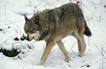 LOUP D'EUROPE canis lupus