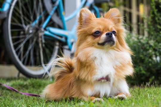 dog on green grass