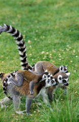 Fototapeta premium MAKI CATTA lemur catta