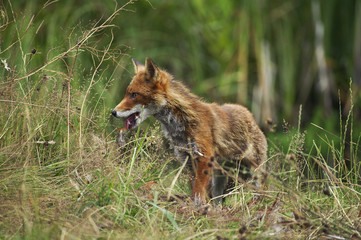 RENARD ROUX vulpes vulpes