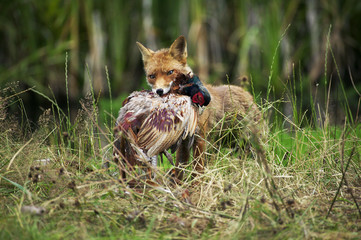 RENARD ROUX vulpes vulpes