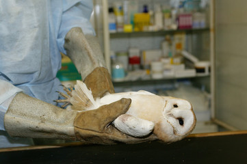 DAME BLANCHE VETERINAIRE