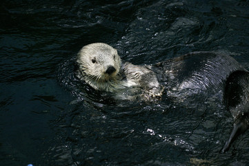 LOUTRE DE MER enhydra lutris