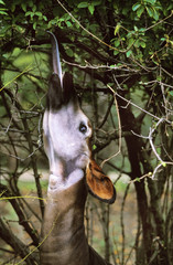 OKAPI okapia johnstoni © slowmotiongli
