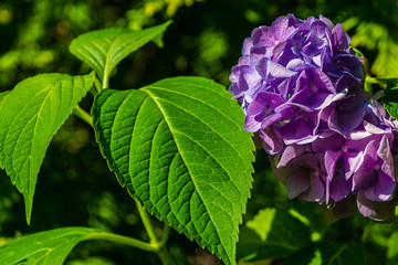 Huge inflorescences of blue flowers hydrangea macrophylla on blurred background of green leaves and green grass. Selective focus. Close-up. There is place for text.