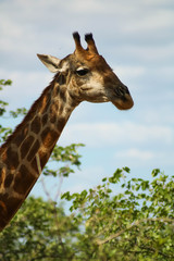 Medium headshot of a wild giraffe eating from a tree