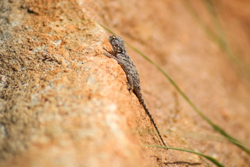 exotic gecko warming up on a sunny day
