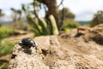 close-up of black ladybug walking on a rock