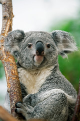KOALA phascolarctos cinereus