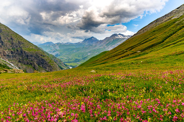 Fototapeta na wymiar Beautiful alpine meadow with flowering herbs.