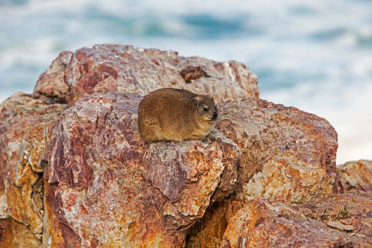 DAMAN DES ROCHERS procavia capensis