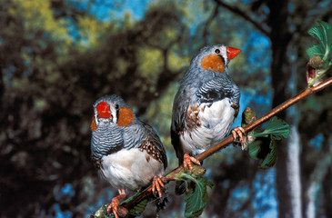 DIAMANT MANDARIN taeniopygia guttata