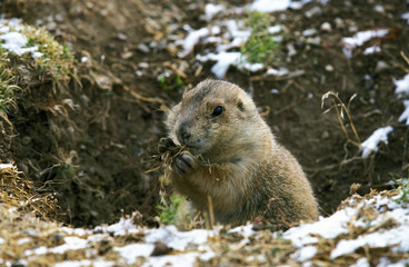 CHIEN DE PRAIRIE cynomys ludovicianus
