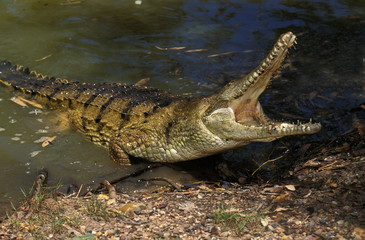 CROCODILE DE JOHNSTON crocodylus johnstoni