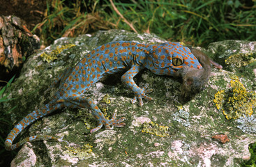 GECKO TOKAY gekko gecko